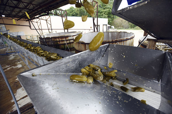 Relishing their role in pickles